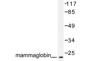 Image no. 1 for anti-Secretoglobin, Family 2A, Member 2 (SCGB2A2) antibody (ABIN271899) (Mammaglobin A anticorps)