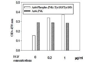 Hela cells were stimulated by different concentrations of anisomycin for 1 hour at 37 °C