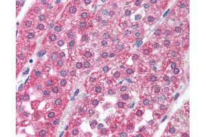 Anti-RCVRN / Recoverin antibody IHC of human adrenal.