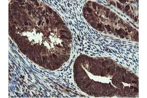 Image no. 5 for anti-RuvB-Like 2 (E. Coli) (RUVBL2) (AA 113-370) antibody (ABIN1490850) (RUVBL2 anticorps  (AA 113-370))