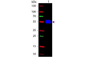 Western blot of Fluorescein conjugated Rabbit Anti-Mouse IgG2a (Gamma 2a chain) secondary antibody. (Lapin anti-Souris IgG2a (Heavy Chain) Anticorps (FITC) - Preadsorbed)