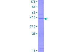 Image no. 1 for Ribonuclease P/MRP 21kDa Subunit (RPP21) (AA 1-154) protein (GST tag) (ABIN1318701)