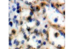 Used in DAB staining on fromalin fixed paraffin-embedded Spleen tissue
