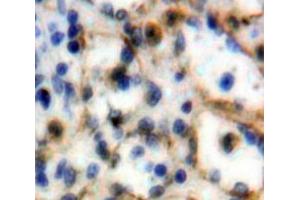Used in DAB staining on fromalin fixed paraffin-embedded Spleen tissue (SIGLEC5 anticorps  (AA 458-551))