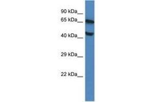 Image no. 1 for anti-Feline Leukemia Virus Subgroup C Cellular Receptor 1 (FLVCR1) (AA 223-272) antibody (ABIN6747388) (FLVCR anticorps  (AA 223-272))