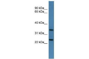 Clns1a antibody used at 0. (CLNS1A anticorps  (C-Term))