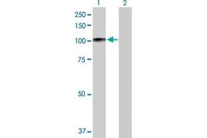 Western Blot analysis of PRDM1 expression in transfected 293T cell line by PRDM1 MaxPab polyclonal antibody. (PRDM1 anticorps  (AA 1-789))