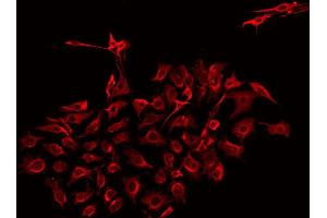 ABIN6275304 staining HepG2 by IF/ICC.