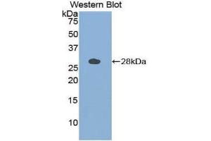 Western Blotting (WB) image for anti-Cathepsin S (CTSS) (AA 115-331) antibody (ABIN1858559)