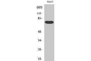 Western Blotting (WB) image for anti-FAST Kinase Domains 3 (FASTKD3) (Internal Region) antibody (ABIN3184599)