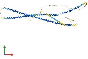 AlphaFold protein structure predicition of Human Recombinant INA Protein, UniprotID Q16352