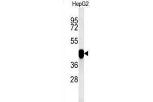 Western Blotting (WB) image for anti-Paraoxonase 2 (PON2) antibody (ABIN3002432) (PON2 anticorps)