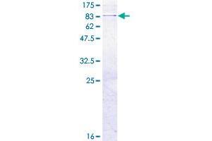 Image no. 1 for Phenylalanine-tRNA Synthetase 2 (Mitochondrial) (FARS2) (AA 1-451) protein (GST tag) (ABIN1353653)
