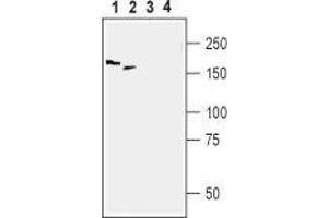 Western blot analysis of rat DRG (lanes 1 and 3) and mouse brain (lanes 2 and 4) lysates: - 1,2. (Periaxin anticorps  (Intracellular, N-Term))