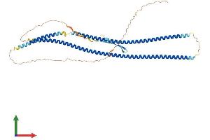 AlphaFold protein structure predicition of Mouse Recombinant Krt36 Protein, UniprotID B1AQ75