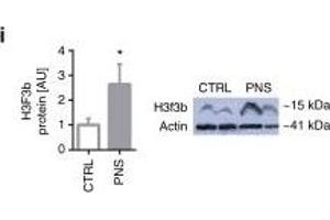 MiR-340 exerts its effects through targeting of GR, Cry2, and H3f3b. (Histone H3.3B anticorps  (full length))