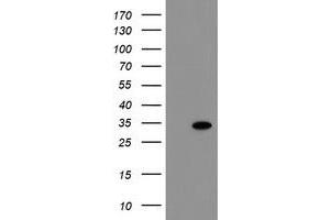 Image no. 1 for anti-RNA Binding Protein with Multiple Splicing (RBPMS) antibody (ABIN1500649) (RBPMS anticorps)