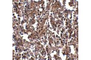 Immunohistochemical staining of mouse spleen tissue with 2. (Klra2 anticorps  (C-Term))