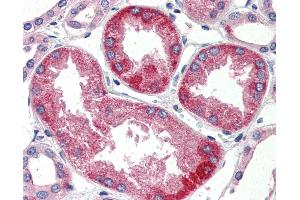 Anti-SURF4 antibody IHC of human kidney. (Surfeit 4 anticorps  (N-Term))