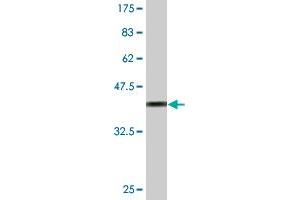 Western Blot detection against Immunogen (36. (HOXB5 anticorps  (AA 170-267))