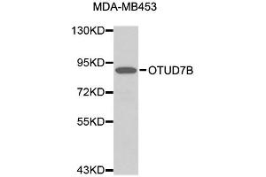 Western blot analysis of extracts of MDA-MB-453 cells, using OTUD7B antibody (ABIN1874012).