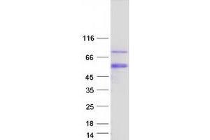 Validation with Western Blot (ESRRG Protein (Transcript Variant 4) (Myc-DYKDDDDK Tag))