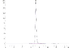 The purity of Human RETN is greater than 95 % as determined by SEC-HPLC.