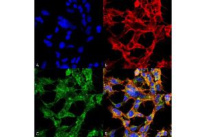 Immunocytochemistry/Immunofluorescence analysis using Mouse Anti-O-GlcNAc Monoclonal Antibody, Clone 9H6 . (O-GlcNAc anticorps (Biotin))