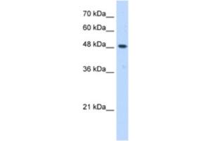 Western Blotting (WB) image for anti-ERGIC and Golgi 3 (ERGIC3) antibody (ABIN2463050) (ERGIC3 anticorps)