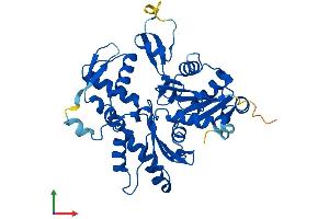AlphaFold protein structure predicition of Human Recombinant ACTR1A Protein, UniprotID P61163