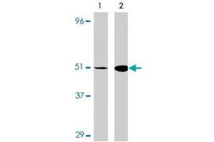 Western blot analysis of IRF7 in 293 cell lysate with IRF7 polyclonal antibody at (A) 0. (IRF7 anticorps  (C-Term))