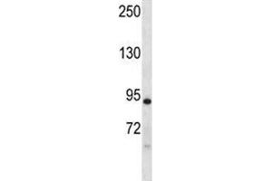 Dclk1 antibody western blot analysis in mouse liver tissue lysate.