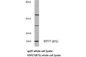 Western blot (WB) analysis of HSP27 antibody in extracts from sp20 cells. (HSP27 anticorps)