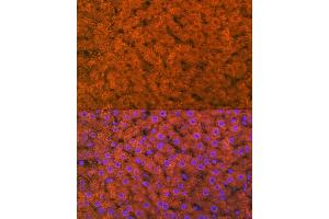 Immunofluorescence analysis of rat liver using RBP4 Rabbit mAb (ABIN7269951) at dilution of 1:100 (40x lens).