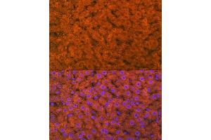 Immunofluorescence analysis of rat liver using RBP4 Rabbit mAb (ABIN7269951) at dilution of 1:100 (40x lens). (RBP4 anticorps)