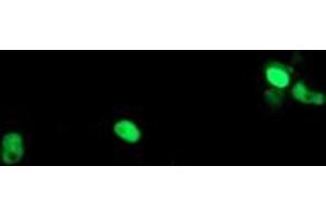 Image no. 10 for anti-Polymerase (RNA) III (DNA Directed) Polypeptide C (62kD) (POLR3C) antibody (ABIN1500340) (POLR3C anticorps)