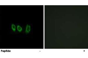 Immunofluorescence analysis of A-549 cells, using CSTL1 polyclonal antibody . (CSTL1 anticorps)