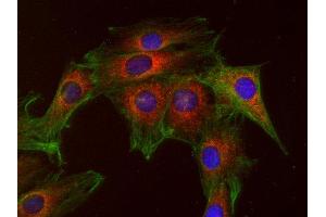 Indirect immunostaining of mouse 3T3 fibroblasts with anti-GOSR1 (dilution 1 : 100; red) and mouse anti-α-tubulin (ABIN1742547, dilution 1 : 500; green). (GS28 anticorps  (AA 2-155))