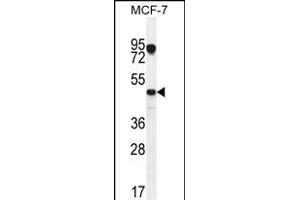 VEGF3 Antibody (N-term) (ABIN655891 and ABIN2845292) western blot analysis in MCF-7 cell line lysates (35 μg/lane). (VEGFC anticorps  (N-Term))
