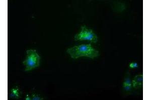 Anti-FRK mouse monoclonal antibody (ABIN2453819) immunofluorescent staining of COS7 cells transiently transfected by pCMV6-ENTRY FRK (RC204460). (FRK anticorps)
