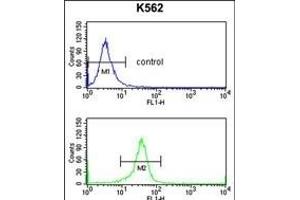 EIF4A2 Antibody (C-term) (ABIN653137 and ABIN2842713) flow cytometry analysis of K562 cells (bottom histogram) compared to a negative control cell (top histogram). (EIF4A2 anticorps  (C-Term))