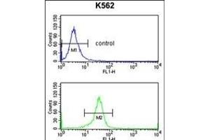 EIF4A2 Antibody (C-term) (ABIN653137 and ABIN2842713) flow cytometry analysis of K562 cells (bottom histogram) compared to a negative control cell (top histogram).