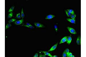 Immunofluorescent analysis of Hela cells using ABIN7147222 at dilution of 1:100 and Alexa Fluor 488-congugated AffiniPure Goat Anti-Rabbit IgG(H+L) (CISD2 anticorps  (AA 61-135))