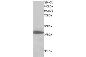 Image no. 1 for anti-Protein Phosphatase 1, Regulatory Subunit 8 (PPP1R8) (C-Term) antibody (ABIN374344) (PPP1R8 anticorps  (C-Term))