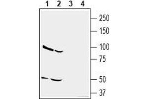 Western blot analysis of human U-87 MG glioblastoma cell line lysate (lanes 1 and 3) and human MDA-MB-231 breast adenocarcinoma cell line lysate (lanes 2 and 4): - 1,2. (CD73 anticorps  (Extracellular, N-Term))