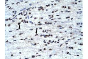 Image no. 1 for anti-Transcription Factor AP-4 (Activating Enhancer Binding Protein 4) (TFAP4) (C-Term) antibody (ABIN202276)