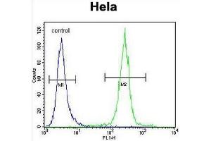 COCH Antibody (Center) flow cytometric analysis of Hela cells (right histogram) compared to a negative control cell (left histogram).