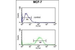 HSD11B2 Antibody (Center) (ABIN653721 and ABIN2843030) flow cytometric analysis of MCF-7 cells (bottom histogram) compared to a negative control cell (top histogram).
