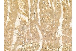 SEPN1 Mouse Monoclonal Antibody at 1/100 staining rat heart tissue by IHC-P. (SEPN1 anticorps)