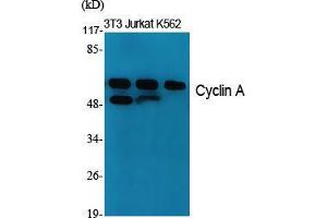 Western Blot (WB) analysis of specific cells using Cyclin A Polyclonal Antibody. (Cyclin A anticorps  (Internal Region))